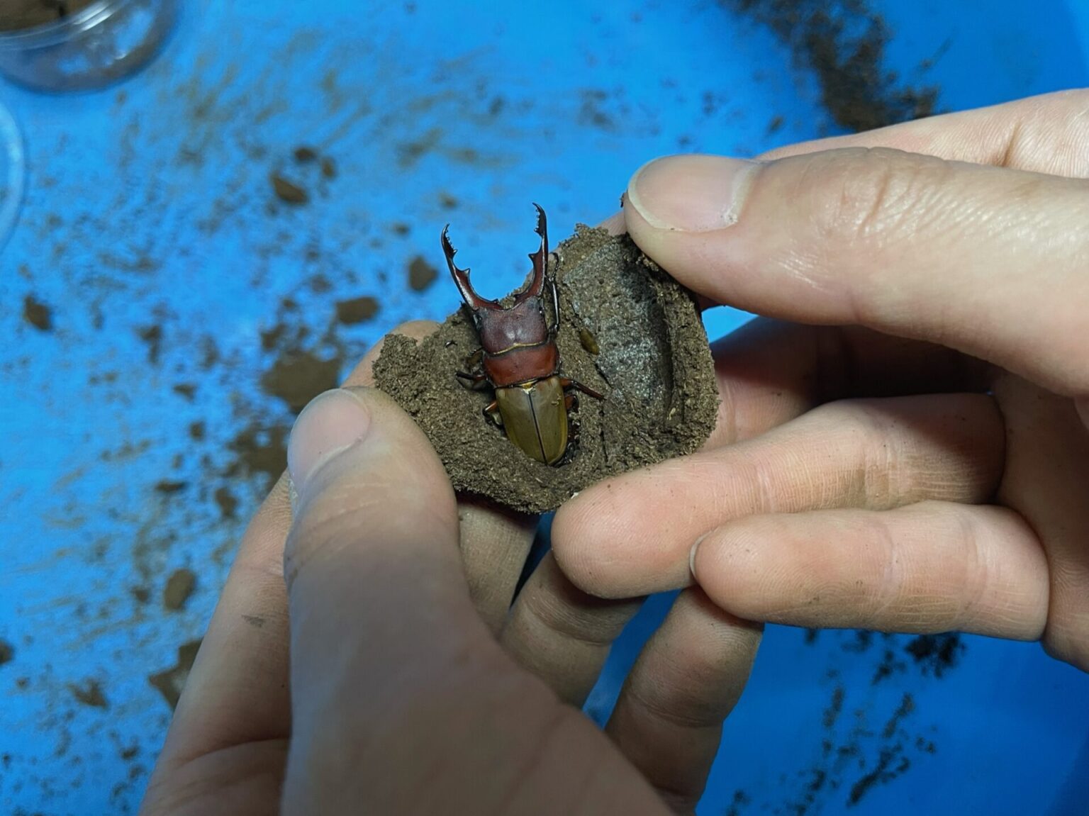 【飼育情報大公開】南米の希少種・ブルメイスターホソクワガタの成虫繭割をしました！