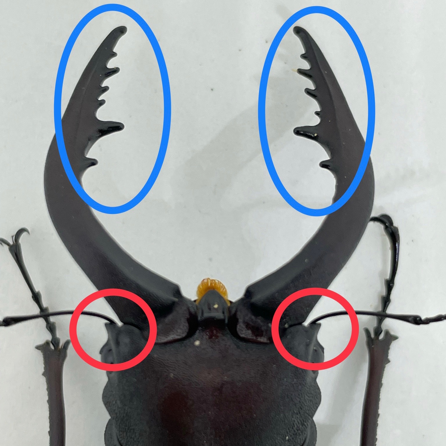 【決定版】日本のクワガタ種類一覧&見分け方を徹底解説 | クワカブ飼育の道しるべ