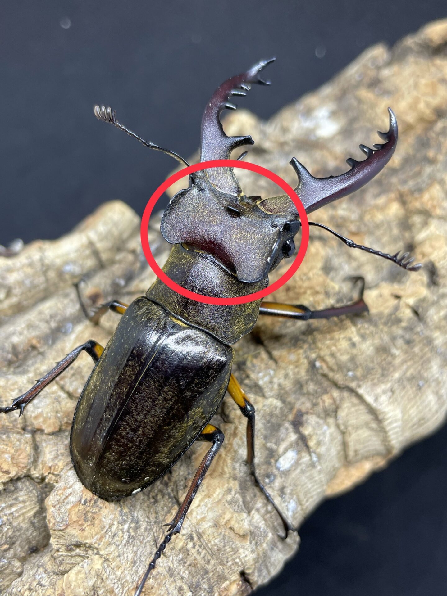 【決定版】日本のクワガタ種類一覧&見分け方を徹底解説 | クワカブ飼育の道しるべ
