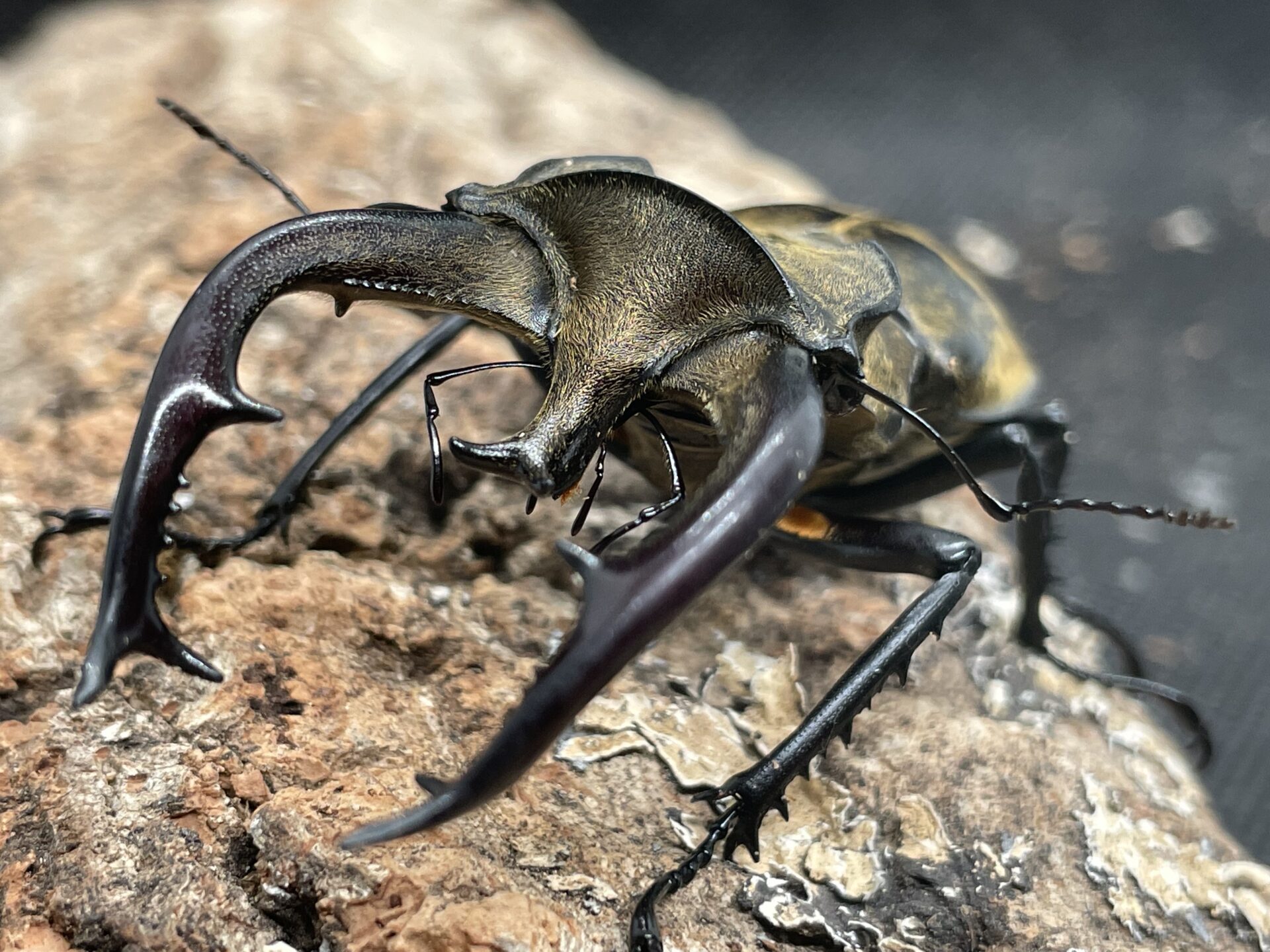【飼育情報大公開】チベットミヤマ（フルキフェル）の産卵セットを組みました！！ クワカブ飼育の道しるべ